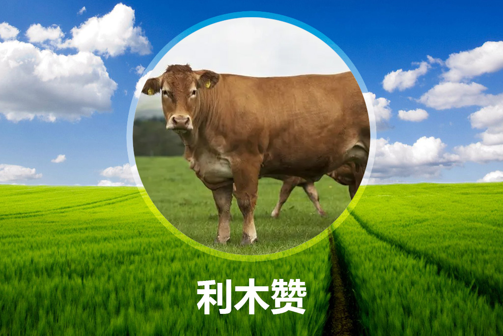利木赞