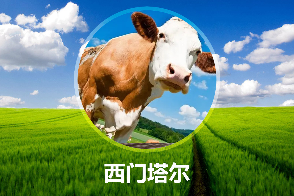 西门塔尔